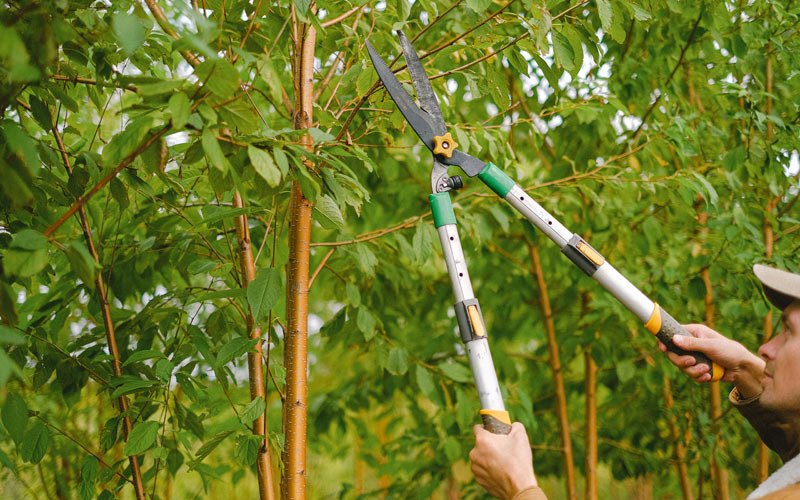 Tree trimming in Perryville, MO